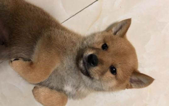 狗狗感冒和犬瘟如何區(qū)分