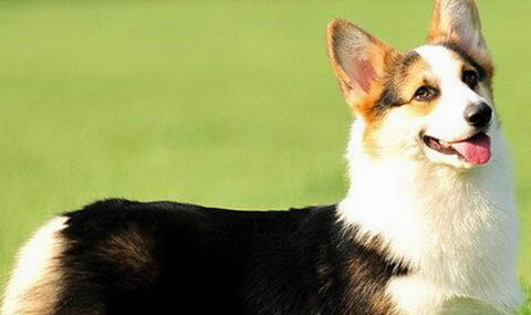 北京柯基犬多少錢一只