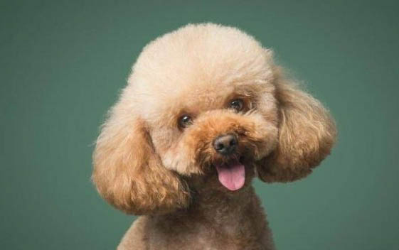 狗狗生完小狗多久可以洗澡
