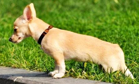 吉娃娃的性格特點是怎么樣的