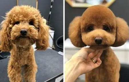 貴賓狗為什么要斷尾巴