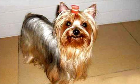 如何看約克夏幼犬品相