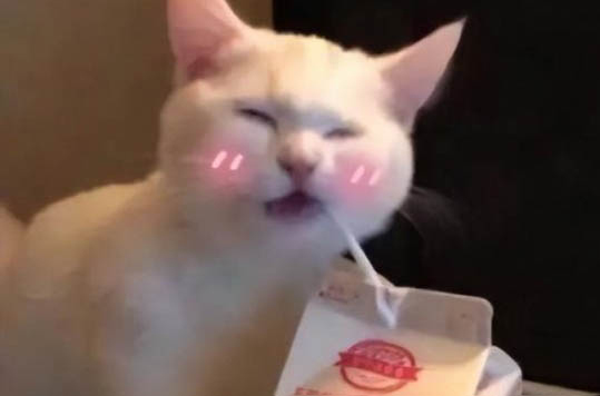 貓咪得了傳腹還能活多久啊