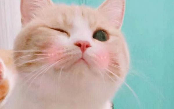 小貓多大了才不調皮