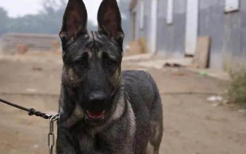 狼青犬的性格與特點(diǎn)