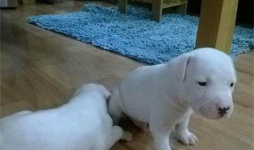 惠比特犬坐著睡覺的原因