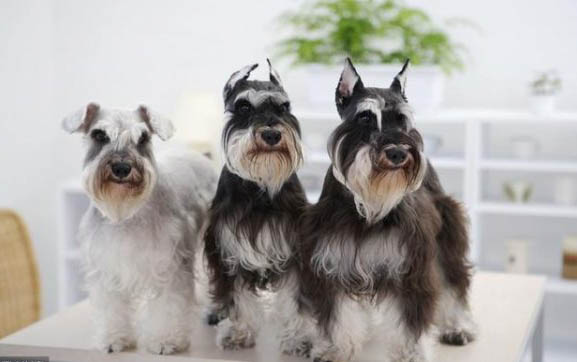 雪納瑞犬生產后惡露多久排干凈