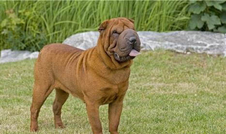 中國沙皮犬不愛吃東西的原因及處理方法