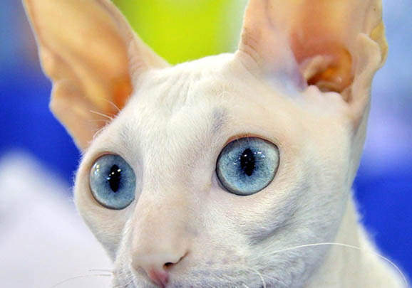 柯尼斯卷毛貓缺點