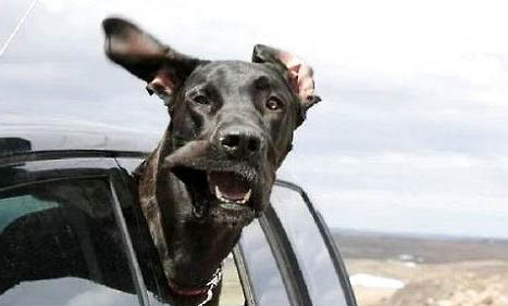 狗狗為什么斷尾