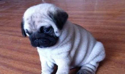 八哥犬怎么訓練大小便?