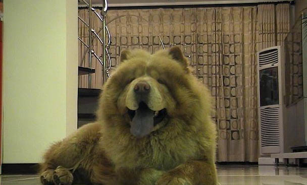狗狗冠狀病毒好后應該注意什么