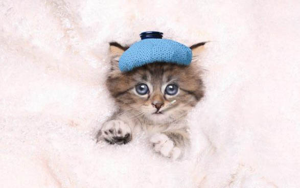 小貓總是流眼淚是怎么回事