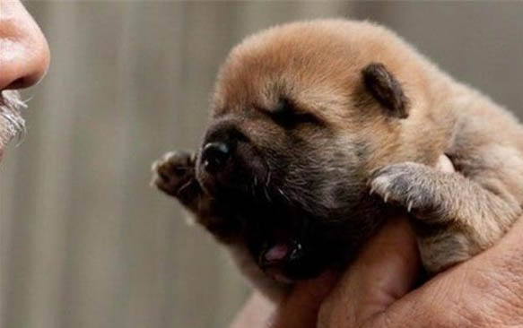 母犬絕育多久恢復