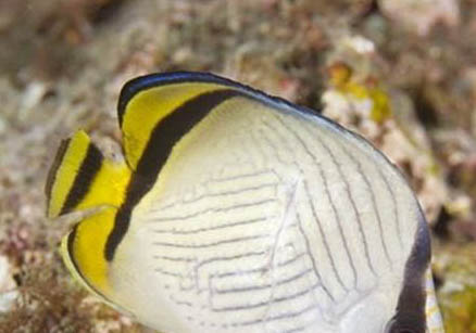 蝴蝶犬的飼養(yǎng)要點有哪些