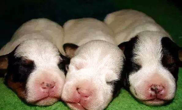 幼犬需要補充什么營養