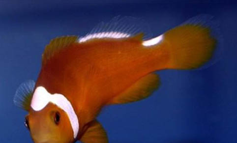 觀賞魚可以幾天不喂食