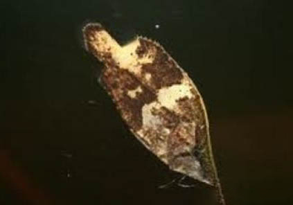 銀龍魚為什么不吃食?