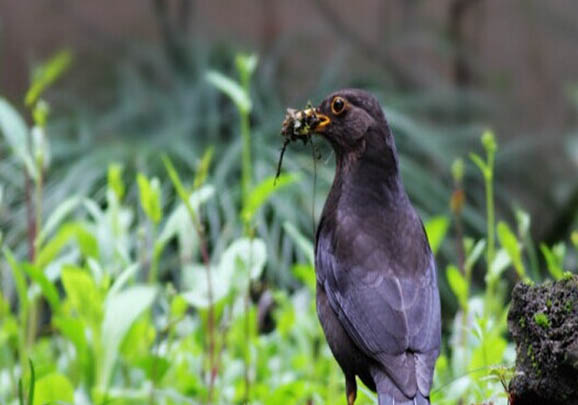 抓的野生烏鶇鳥怎么開食
