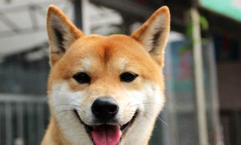 柴犬冬天掉毛嚴重