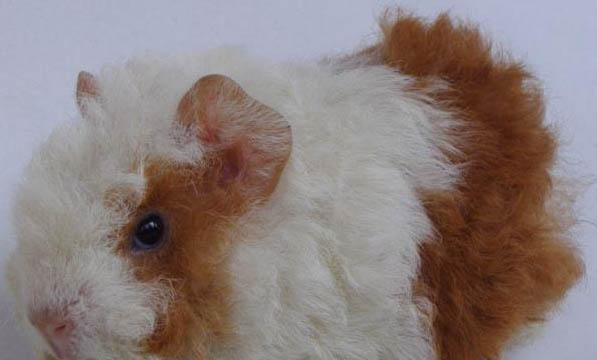 荷蘭垂耳兔多少錢一只