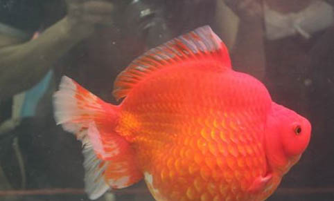 觀賞魚爛鰓病的預防措施