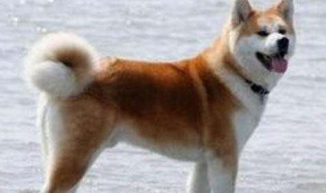 秋田犬和柴犬哪個好？