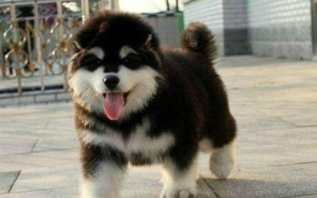 杜高和比特犬哪個厲害