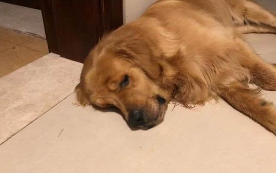 金毛狗一天吃多少狗糧
