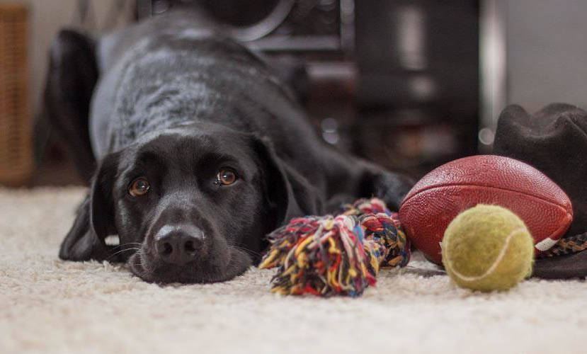 六種適合狗狗吃的蔬菜