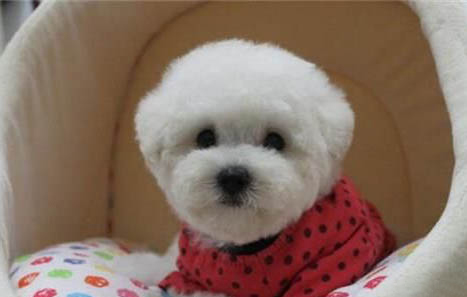 卷毛狗的品種有哪些