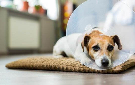 狗得犬瘟能活多久？