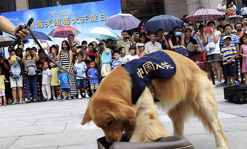 狗狗吃了驅蟲藥多久見效