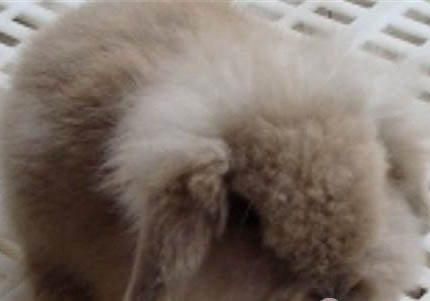 垂耳兔粘人的表現有哪些