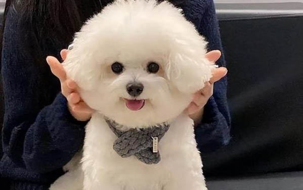 狗狗得細小一般熬過多少天就沒事了
