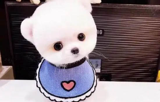 茶杯犬真的長不大嗎