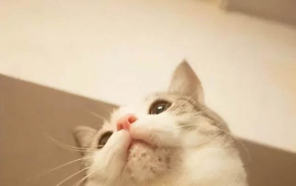 貓咪吃東西流眼淚有事嗎