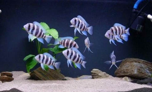 龍魚為什么會得白點病