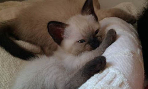 如何快速教會(huì)貓用貓砂