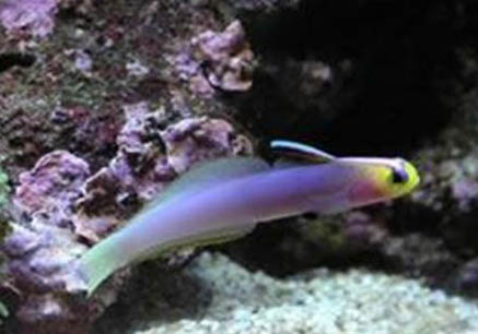 青鳉魚多久能長大