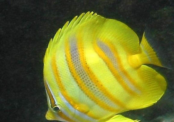 綠蝴蝶水草怎么養