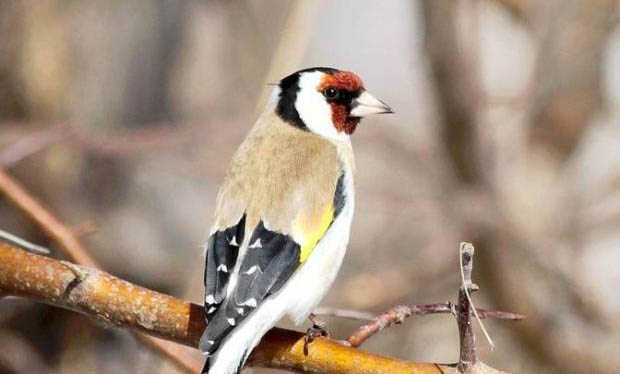 金翅雀多久才成年