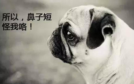 小狗嚴重脫水能否救活嗎