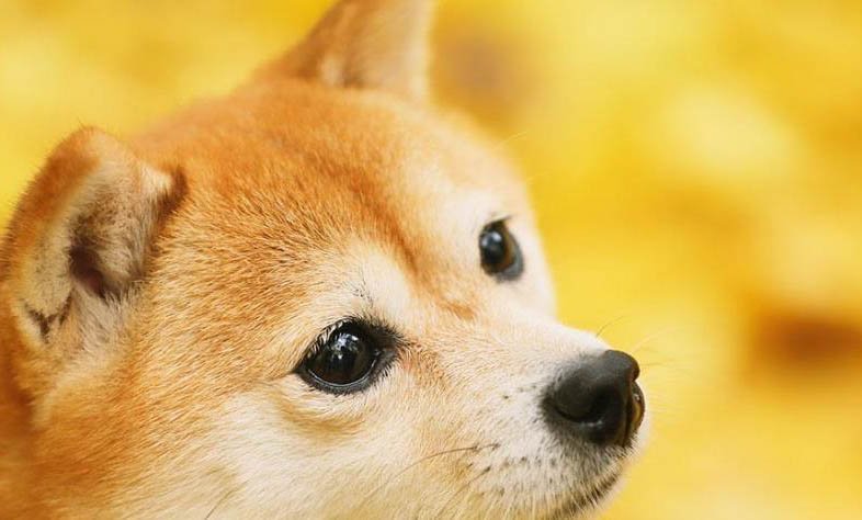 血統純正雄柴犬都吃什么