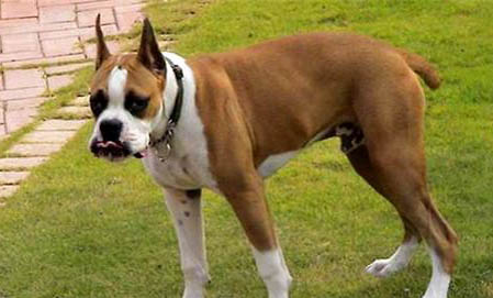 拳師犬嘔吐不吃東西的原因及處理方法