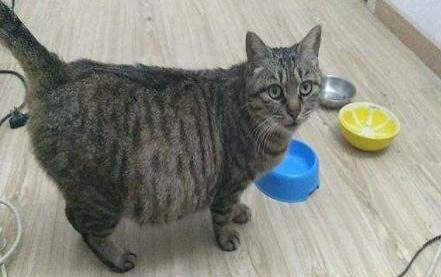 貓營養不良吃什么