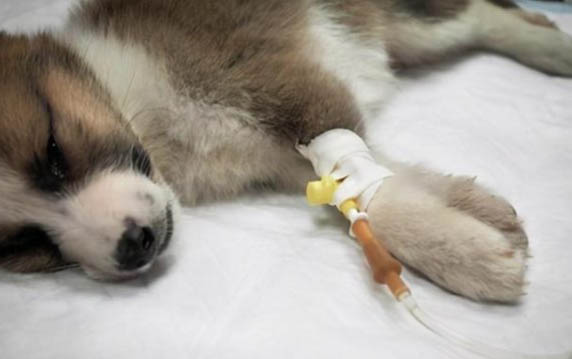 小狗嘔吐死了是什么原因造成的