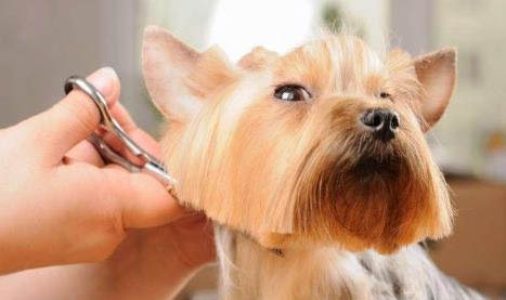犬瘟多久會拉稀