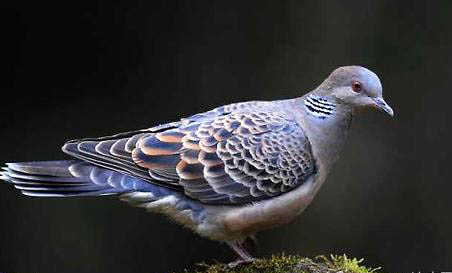 斑鳩幾月份開始下蛋