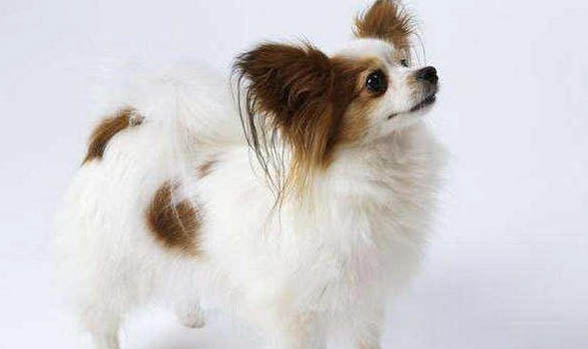 蝴蝶犬需要陪伴嗎